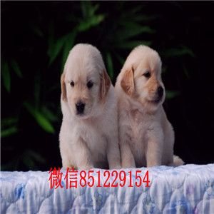 洛阳大型犬舍出售纯种健康的金毛犬 可签协议