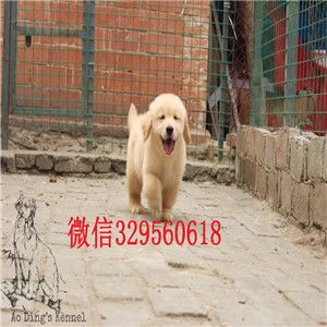  洛阳哪里有卖金毛幼犬的 金毛哪里的比较好 