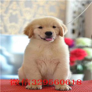  洛阳哪里有卖金毛犬 纯种金毛多少钱 带证书 