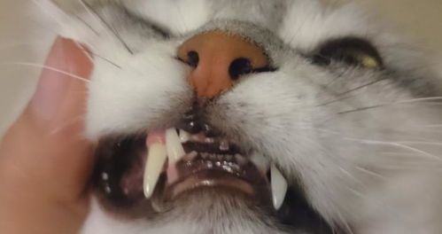 福州市猫咪洗牙多少钱？高端宠物医院服务价格揭秘！