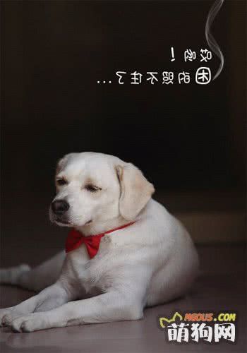自制犬咬胶只需要六个步骤