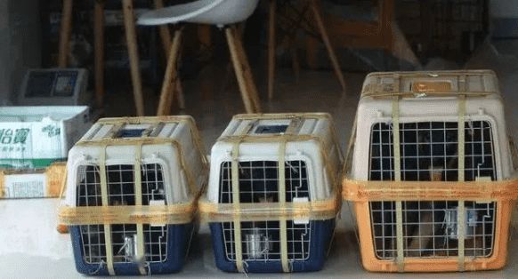 宠物动车托运怎么收费