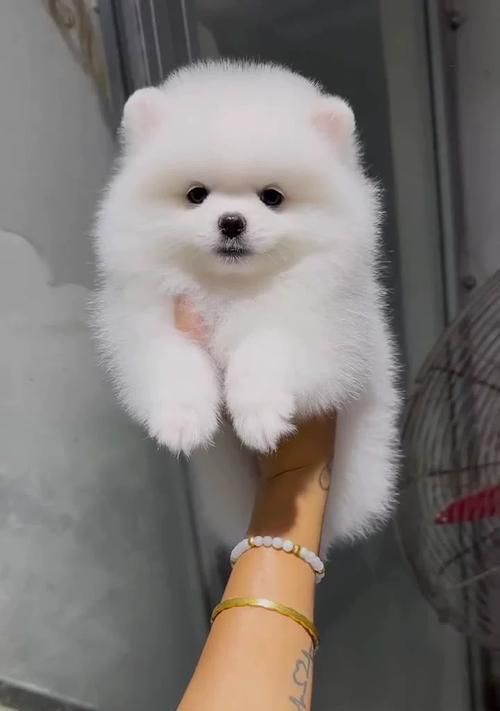 比熊犬小狗价格一览（不同种类比熊犬价格表及购买建议）