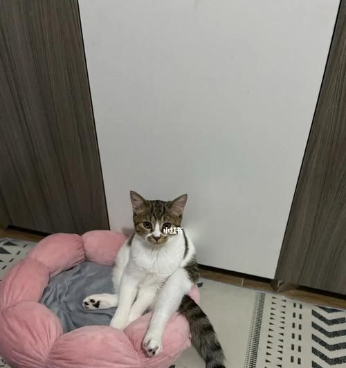 让小猫自己在家待着吧（如何让宠物小猫在家独自过一天）