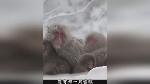 雪猴温泉浴