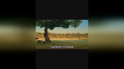 野狗的斗争故事