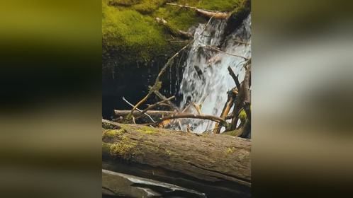 身高一米五，体重一百三十公斤，轻松对付郊狼与山猫