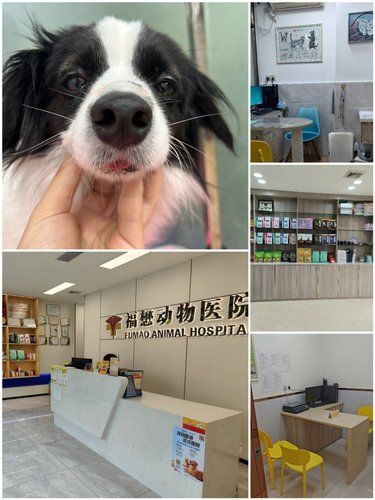 南宁福懋动物｜宠物们的五星VIP体验！