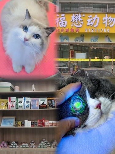 以前带猫猫来看病就像打仗，这次去居然出奇顺利