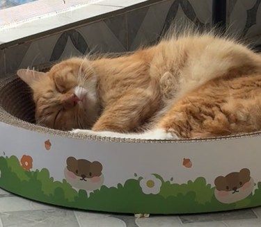 猫咪日常首选护理医院