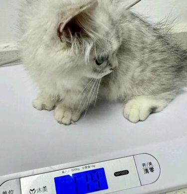 带着毛孩子体检的一天