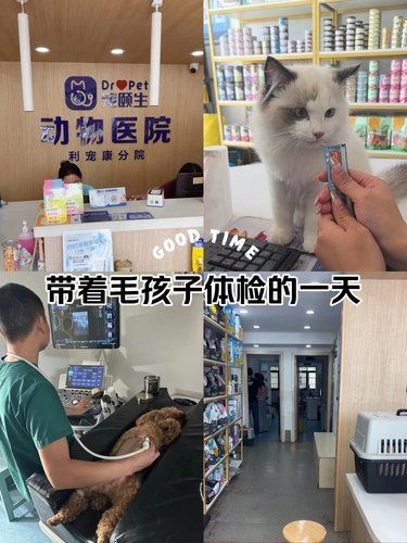 宠物看病不马虎
