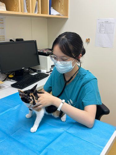 猫界刘亦菲居然没人要