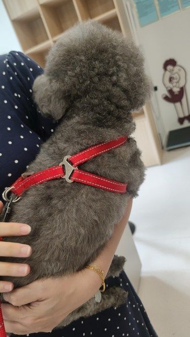 带着毛孩子体检的一天