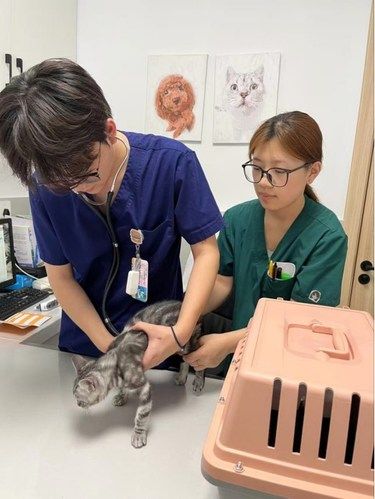领养小猫做绝育体检