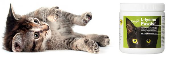 Lysine for Cats and Side Effects of Lysine