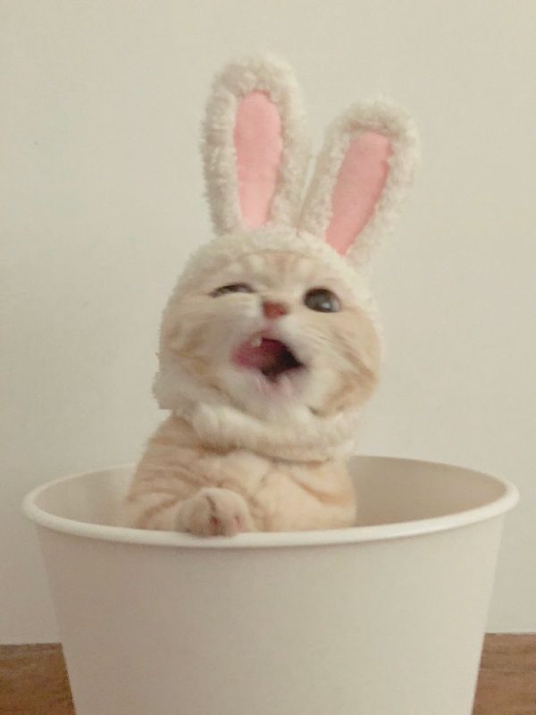 猫咪的图片壁纸|带兔耳的小猫奶凶奶萌
