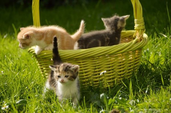 可爱的软萌小奶猫高清壁纸图片大全