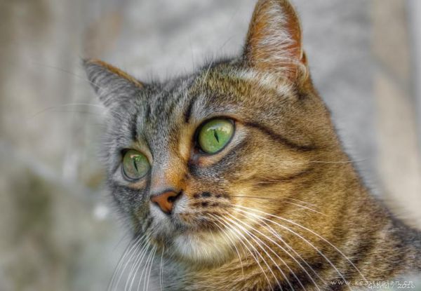 小猫的注视图片-睁大双眼的可爱猫咪图片大全
