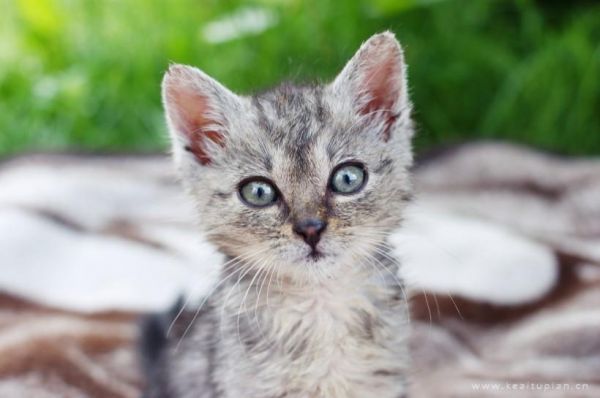 高清可爱的灰色小奶猫图片大全