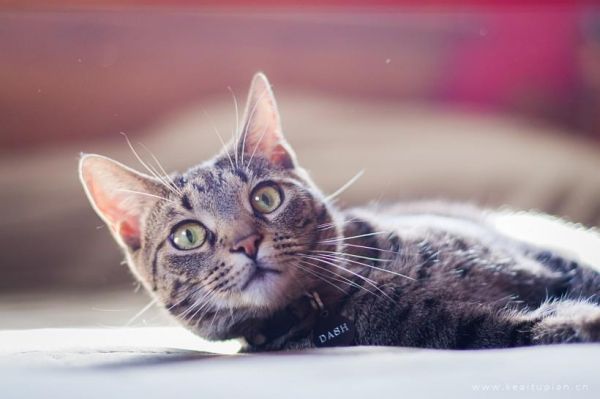 小猫图片-唯美灰色的小猫图片大全