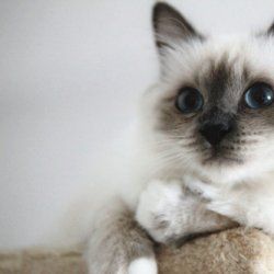 可爱的伯曼猫咪图片