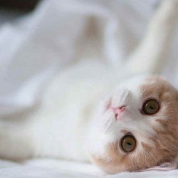 盯着你的可爱小猫咪高清电脑壁纸图片大全