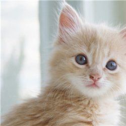 可爱萌物小猫咪图片大全