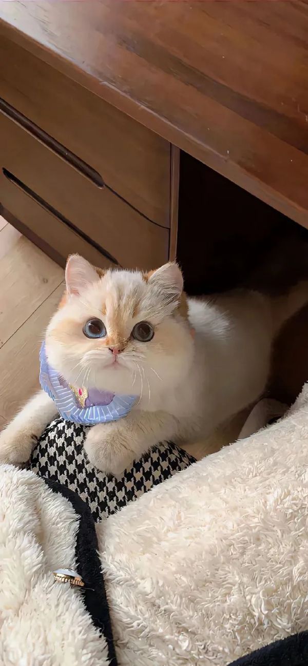 12张可爱的猫咪图片壁纸被萌到啦