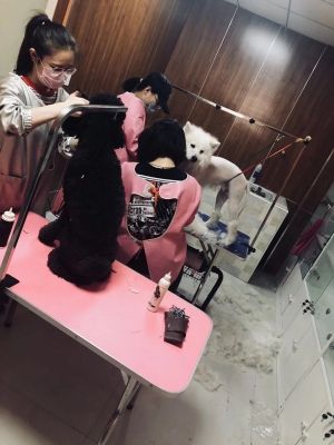 赤峰包头宠物医院电话号码多少-第1张图片