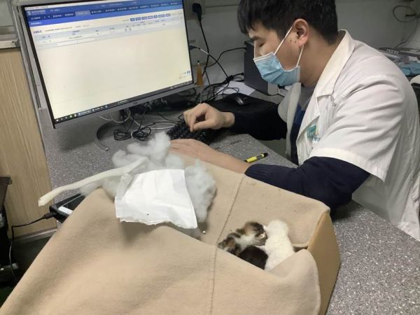 猫猫77