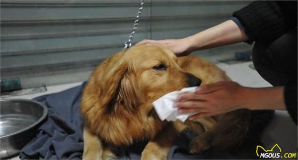 狗狗常常“拉稀”怎么办？教你5个妙招来应对，主人看过来！