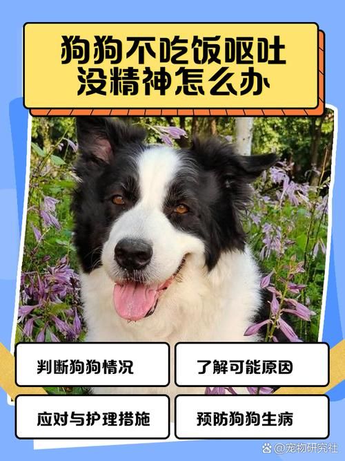 小狗不呕吐拉稀怎么办（狗狗不吐就是拉肚子没精神什么原因）