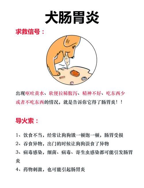 小狗不呕吐拉稀怎么办（狗狗不吐就是拉肚子没精神什么原因）