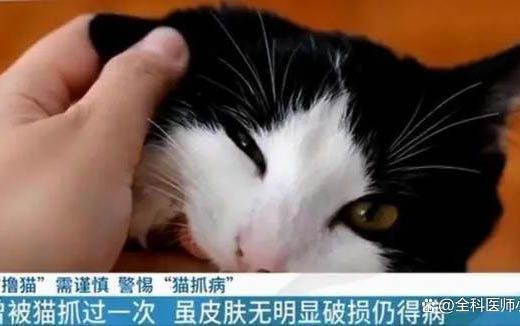 小猫咪拉肚子了怎么办呢