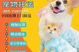 宠物托运）松原猫咪宠物托运专车托运宠物