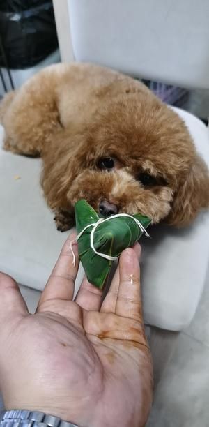 宠物粽子的做法 步骤8