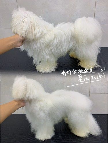 让狗狗爱上洗澡的魔法时光！[色]