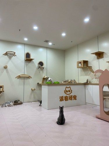 发现了一家综合体宠物店，萌宠爱不停