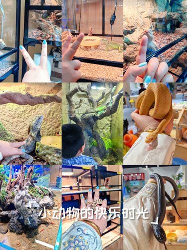 和萌宠一起嗨翻天~