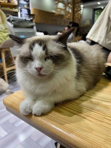 猫不理的猫猫们颜值真高，就是看着不太聪明