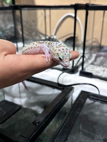 能放在手上的小蜥蜴