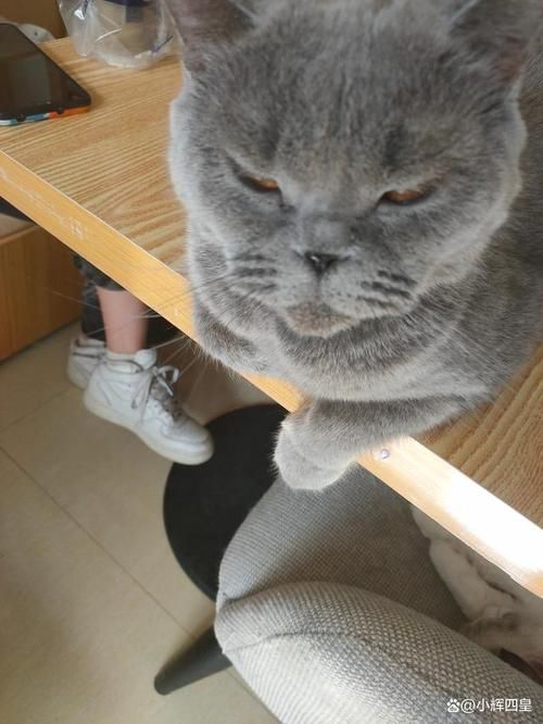 好久没在百家号里分享猫咪照片了,给大家猫咪治愈治愈.