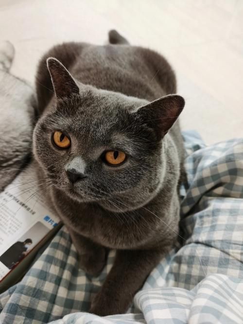 猫咪近照