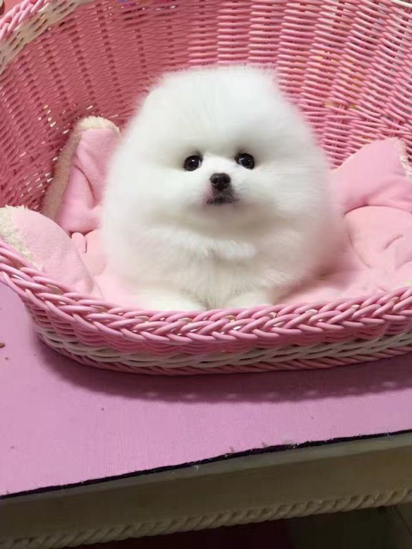 买可靠安全的宠物狗找狗乐网:乐网: 所有图片来自店内实拍!
