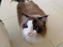 永乐店宠物寄养猫狗,环境好价格低长期寄养更优惠