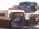 阜阳宠物托运价格 阜阳宠物服务 价格合理 让您的宠物享受舒适之旅