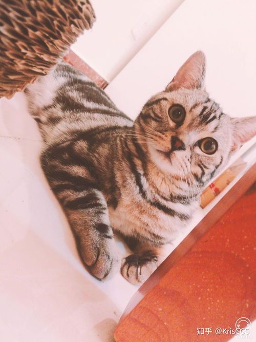 怎么带宠物猫跨省