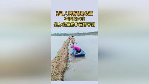 这种水稻方式绝了，事半功倍了呢