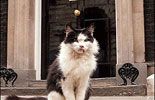 英国“第一猫”